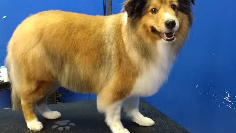 Dirty Dogg Grooming Spa - Gibsonburg, OH