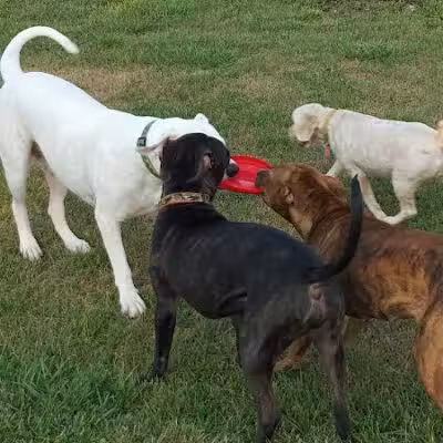Dirty Dogg Grooming Spa - Gibsonburg, OH