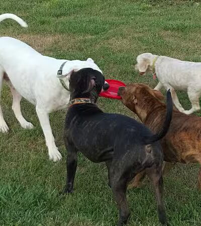 Dirty Dogg Grooming Spa - Gibsonburg, OH