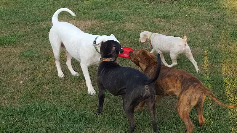 Dirty Dogg Grooming Spa - Gibsonburg, OH