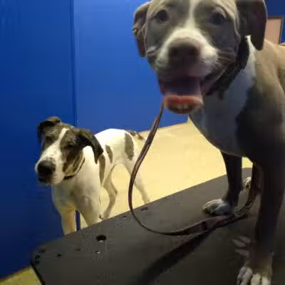 Dirty Dogg Grooming Spa - Gibsonburg, OH