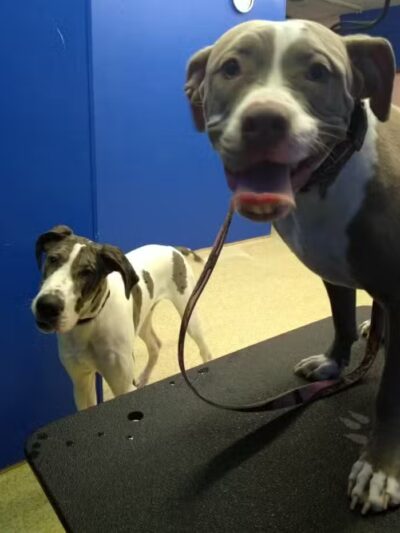 Dirty Dogg Grooming Spa - Gibsonburg, OH