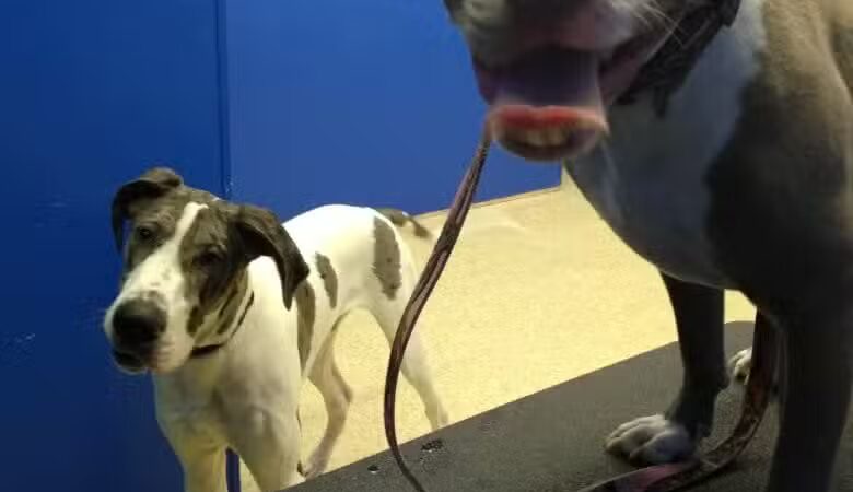 Dirty Dogg Grooming Spa - Gibsonburg, OH