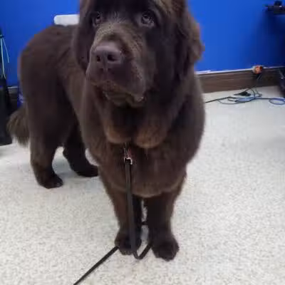 Dirty Dogg Grooming Spa - Gibsonburg, OH