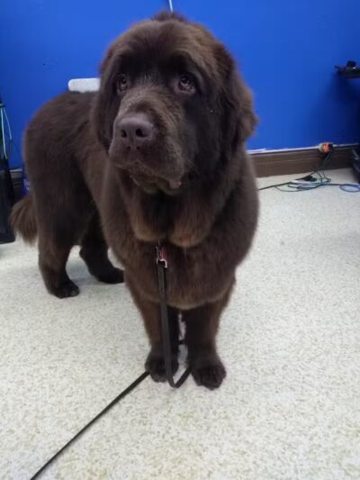 Dirty Dogg Grooming Spa - Gibsonburg, OH