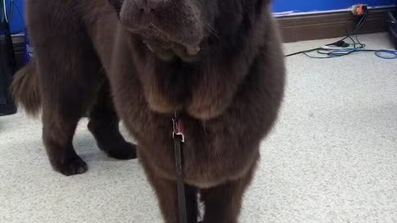 Dirty Dogg Grooming Spa - Gibsonburg, OH