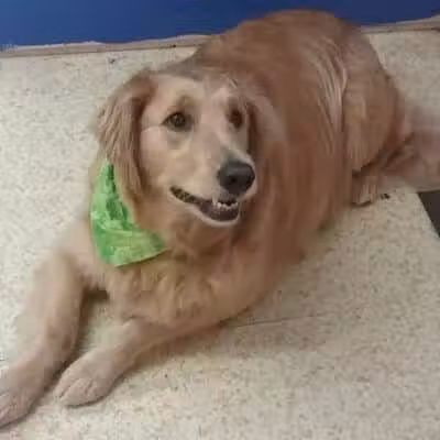 Dirty Dogg Grooming Spa - Gibsonburg, OH