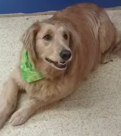 Dirty Dogg Grooming Spa - Gibsonburg, OH