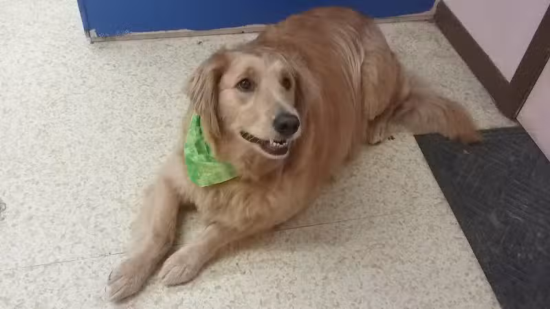 Dirty Dogg Grooming Spa - Gibsonburg, OH