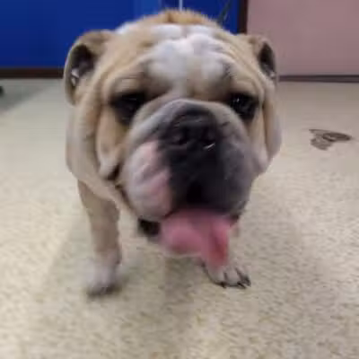 Dirty Dogg Grooming Spa - Gibsonburg, OH