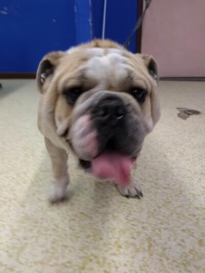 Dirty Dogg Grooming Spa - Gibsonburg, OH