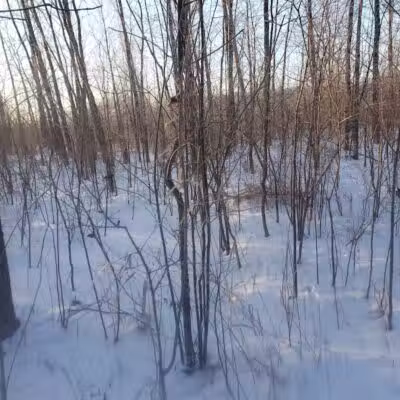 White Star Park: Horse Trails - Gibsonburg, OH