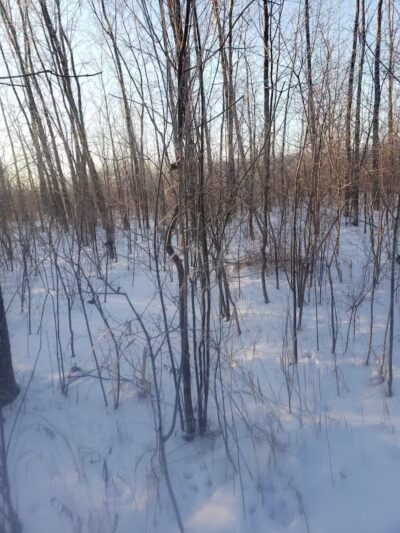 White Star Park: Horse Trails - Gibsonburg, OH