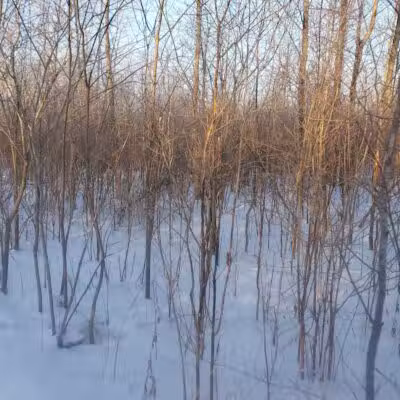 White Star Park: Horse Trails - Gibsonburg, OH