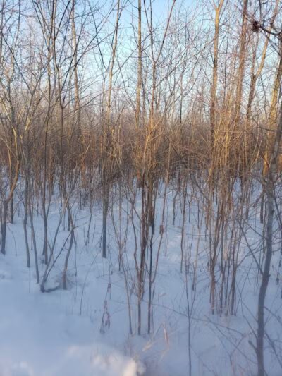 White Star Park: Horse Trails - Gibsonburg, OH