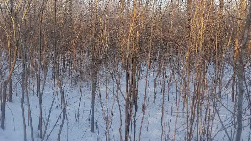 White Star Park: Horse Trails - Gibsonburg, OH