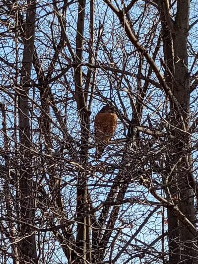 Liberty Park - Girard, OH