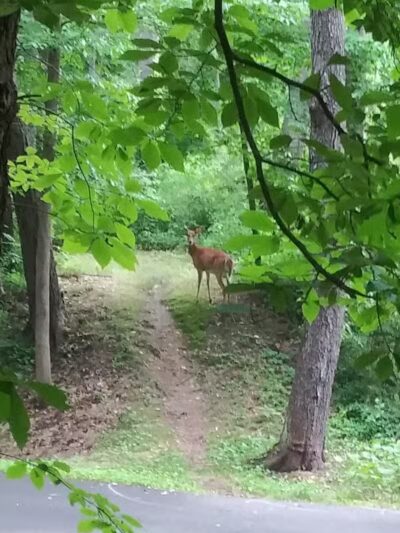 Liberty Park - Girard, OH