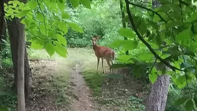 Liberty Park - Girard, OH