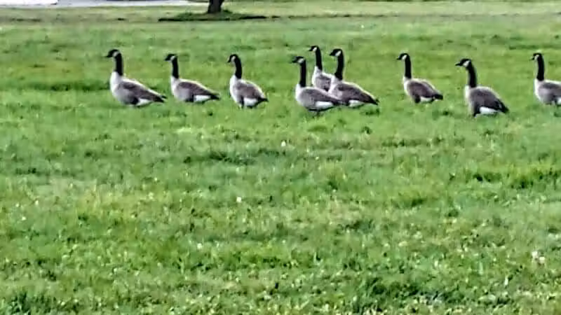 Stambaugh Park - Girard, OH