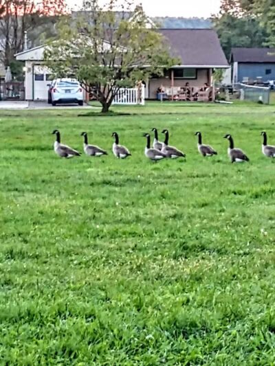 Stambaugh Park - Girard, OH