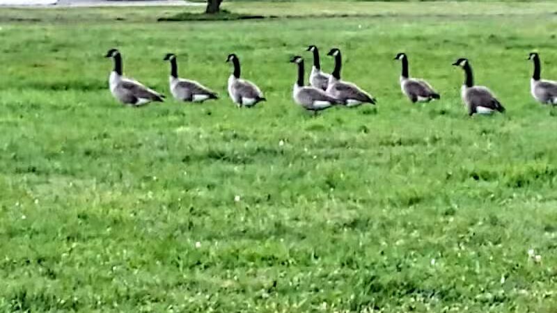 Stambaugh Park - Girard, OH