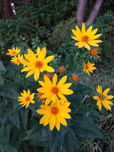 Stambaugh Park - Girard, OH