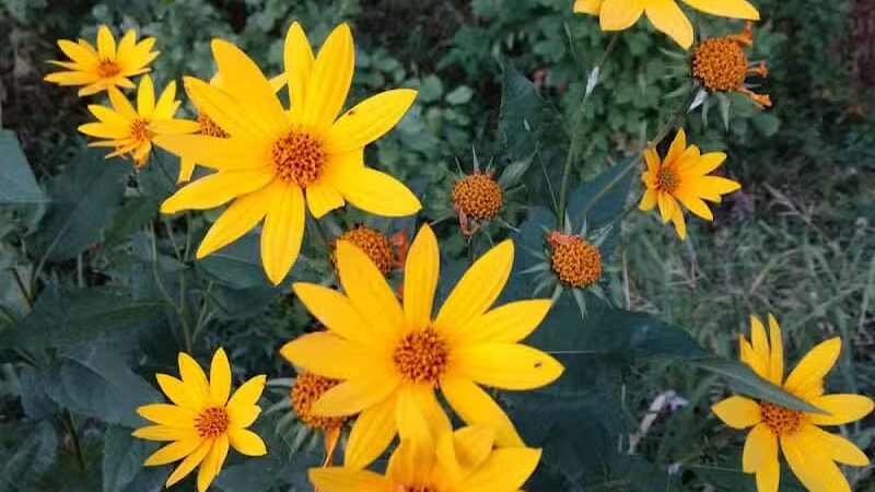 Stambaugh Park - Girard, OH