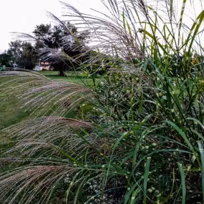 Stambaugh Park - Girard, OH