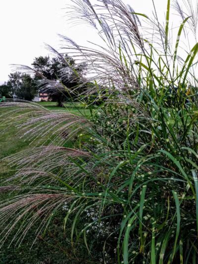 Stambaugh Park - Girard, OH