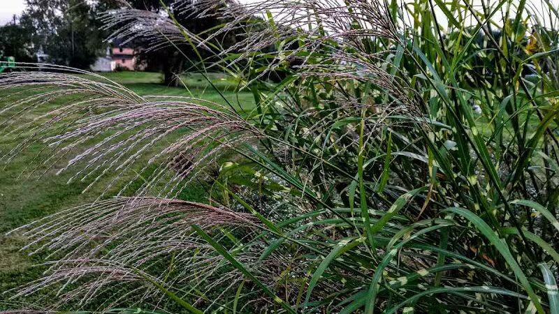 Stambaugh Park - Girard, OH