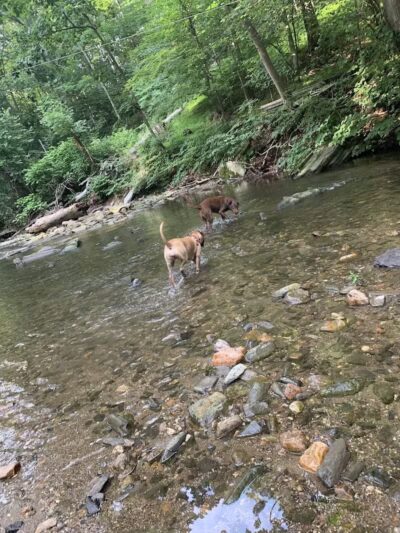 West Mill Creek Park - Gladwyne, PA