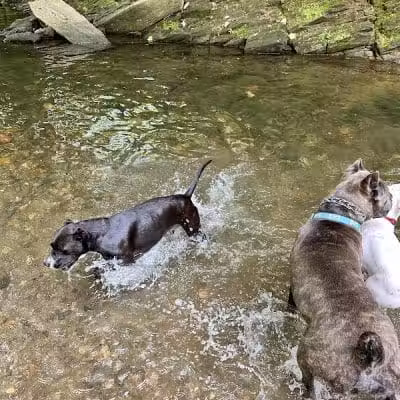 West Mill Creek Park - Gladwyne, PA
