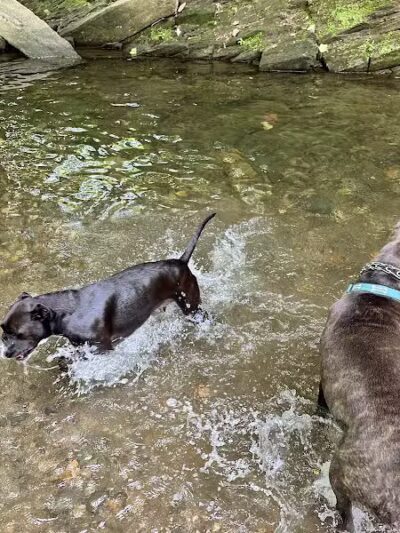 West Mill Creek Park - Gladwyne, PA