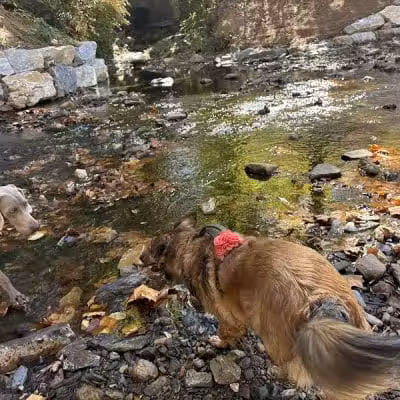 West Mill Creek Park - Gladwyne, PA