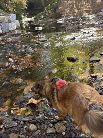 West Mill Creek Park - Gladwyne, PA