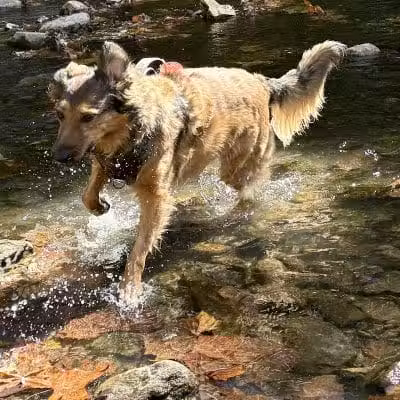 West Mill Creek Park - Gladwyne, PA