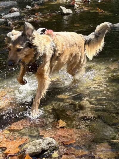 West Mill Creek Park - Gladwyne, PA