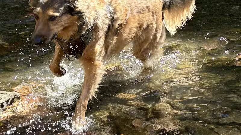 West Mill Creek Park - Gladwyne, PA
