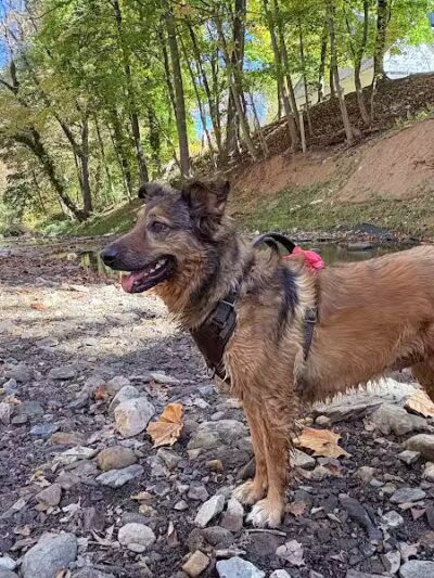 West Mill Creek Park - Gladwyne, PA