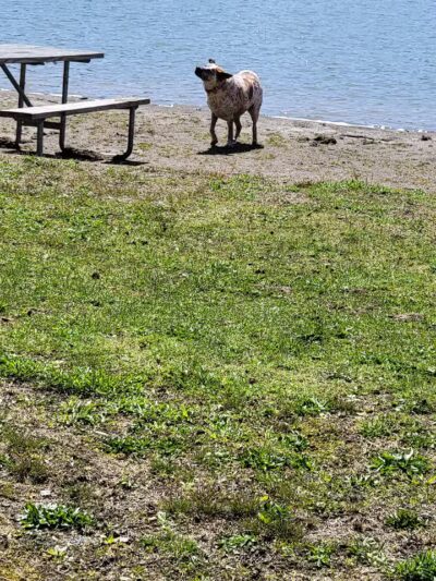 Burr Oak State Park Beach - Glouster, OH