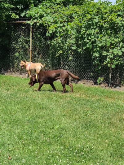 Robert L. Nelson Dog Park (Members Only) - Goshen, IN
