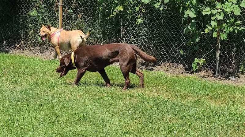 Robert L. Nelson Dog Park (Members Only) - Goshen, IN