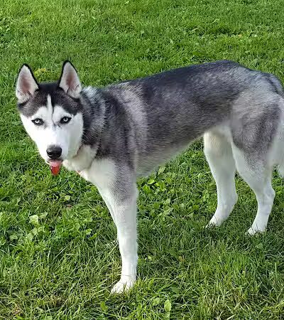 Robert L. Nelson Dog Park (Members Only) - Goshen, IN