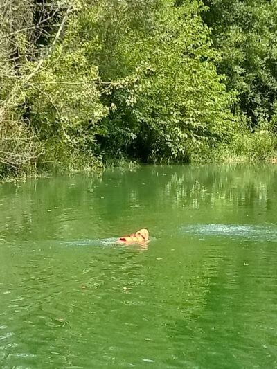 Robert L. Nelson Dog Park (Members Only) - Goshen, IN