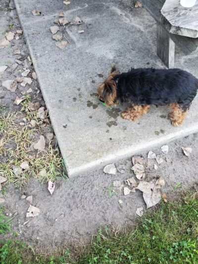 Robert L. Nelson Dog Park (Members Only) - Goshen, IN