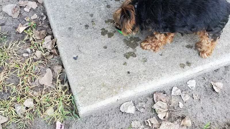 Robert L. Nelson Dog Park (Members Only) - Goshen, IN