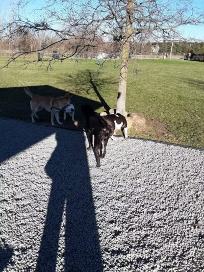 Robert L. Nelson Dog Park (Members Only) - Goshen, IN