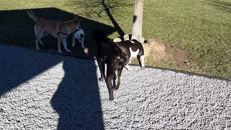 Robert L. Nelson Dog Park (Members Only) - Goshen, IN