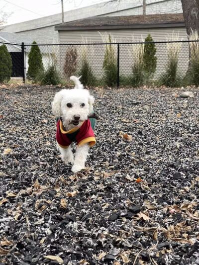 Sprocket Dog Park - Goshen, IN